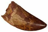 Serrated, Carcharodontosaurus Tooth - Real Dinosaur Tooth #341266-1